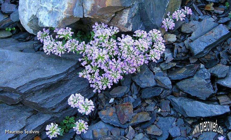 10 Anche tra i nevai è di moda il viola.JPG